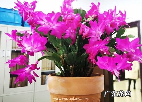 蟹甲兰一年开几次花