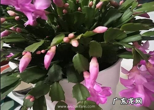 蟹甲兰一年开几次花
