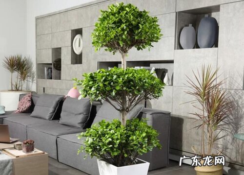 榕树如何养护养殖妙招