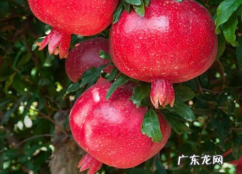 石榴长在哪里