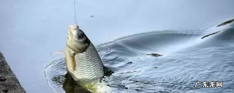 送漂不中鱼怎么解决?送漂不中鱼的原因是什么