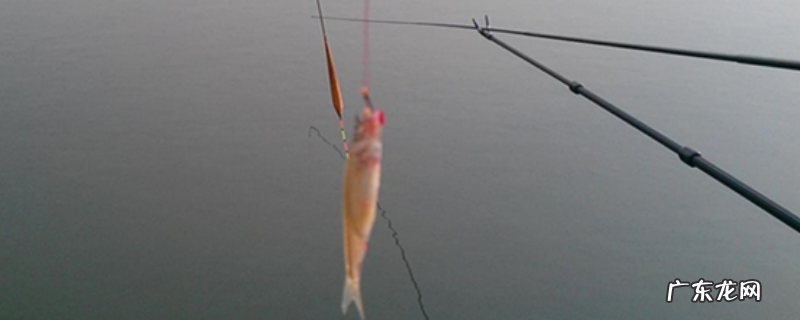 钓鱼送漂钓的钝了吗?附形成的原因