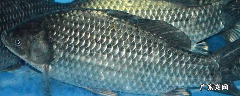 深秋钓鲫鱼技巧及注意事项,详细如下