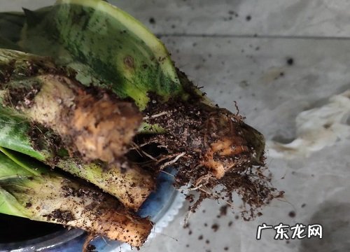 冬天养虎皮兰容易烂根怎么办