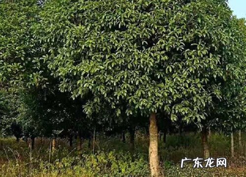 大叶女贞的风水寓意和摆放位置