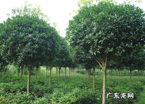 大叶女贞的风水寓意和摆放位置