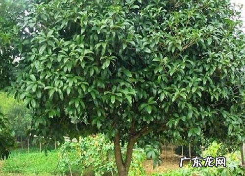 大叶女贞的风水寓意和摆放位置