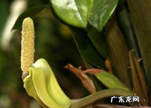 新办公室放什么植物风水好