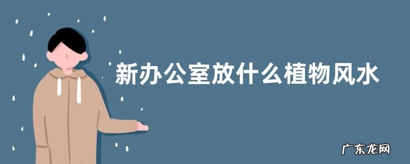 新办公室放什么植物风水好