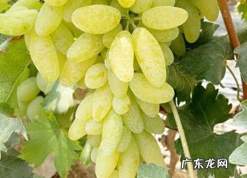 金手指葡萄适合什么地方种植