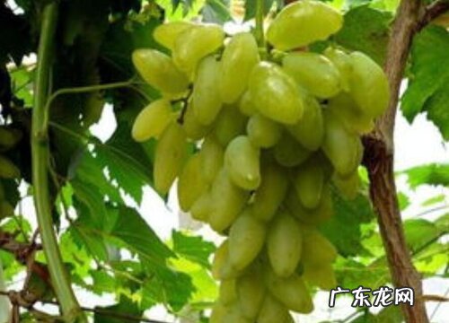金手指葡萄适合什么地方种植