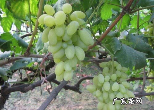 金手指葡萄适合什么地方种植