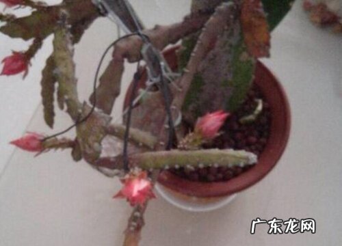 教你叶荷花高空嫁接方法