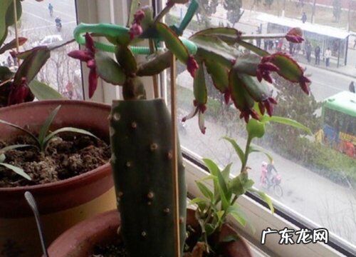 教你叶荷花高空嫁接方法