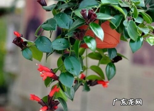 口红吊兰如何养护才能更好的开花