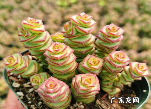 怎样正确的养护好多肉钱串子