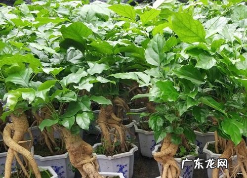 幸福树的枝条如何进行扦插