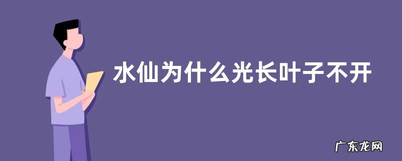 水仙为什么光长叶子不开花