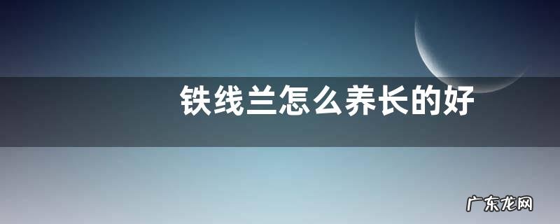 铁线兰怎么养长的好