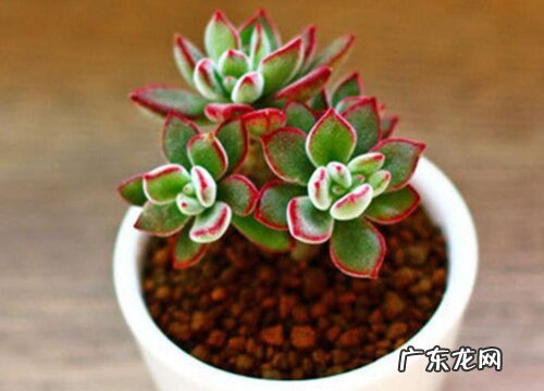 多肉锦晃星冬季如何养殖