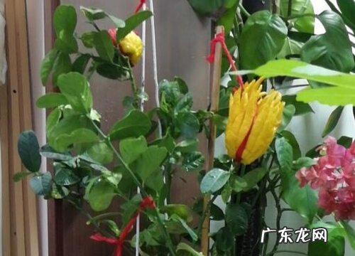 佛手剪枝和扦插方法