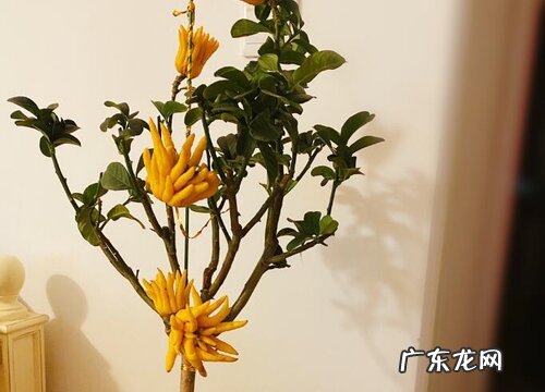 佛手剪枝和扦插方法