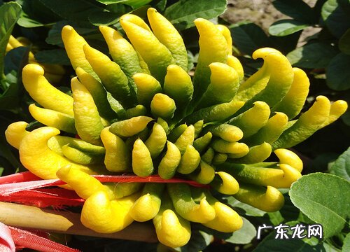 佛手剪枝和扦插方法