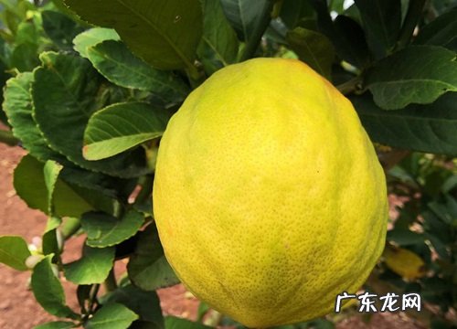 香橼平时要如何养护管理