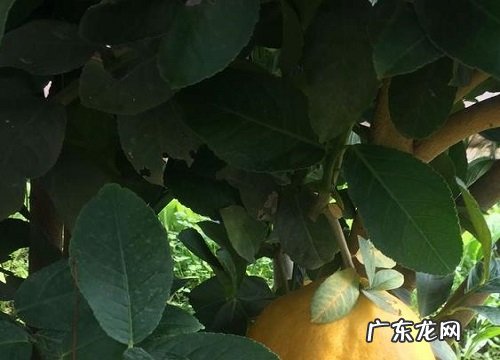 香橼平时要如何养护管理