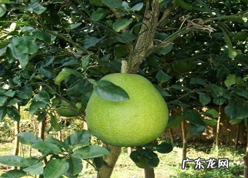 香橼平时要如何养护管理