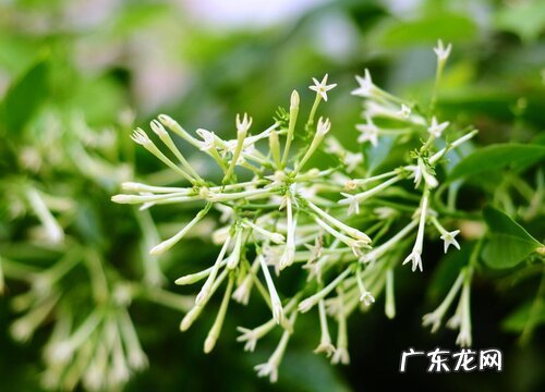 夜来香在冬季的养殖方法