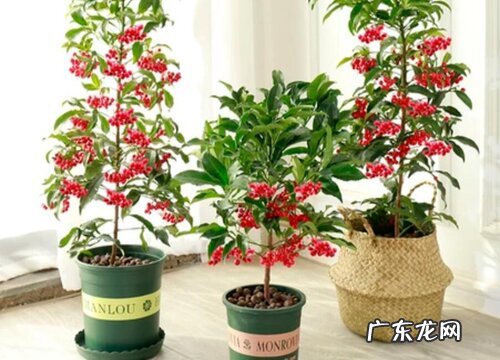 朱砂根如何养护美爆整个冬季