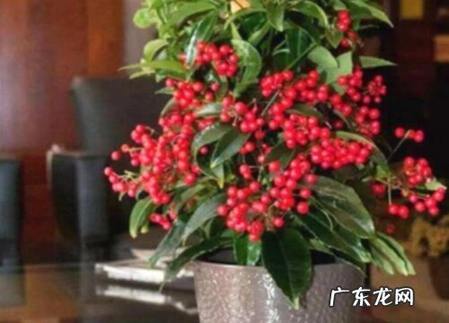 朱砂根如何养护美爆整个冬季