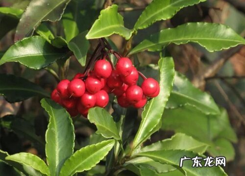 朱砂根如何养护美爆整个冬季