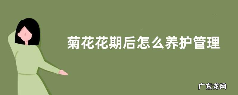 菊花花期后怎么养护管理