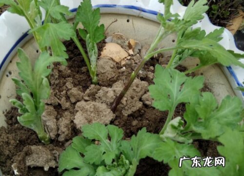 菊花如何扦插繁殖容易爆盆