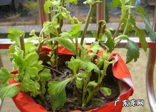 菊花如何扦插繁殖容易爆盆