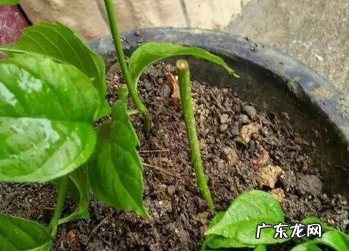菊花如何扦插繁殖容易爆盆