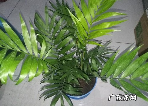 夏威夷竹怎么养美观好看