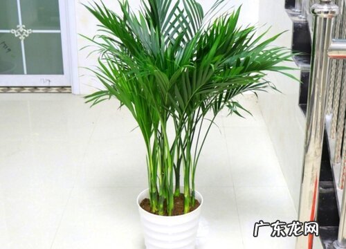 夏威夷竹怎么养美观好看