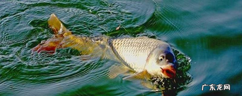 钓鲤鱼最佳时间是什么时候？鲤鱼几乎一年四季都可作钓