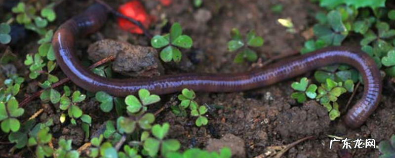 蚯蚓泡酒钓鱼一绝是真的吗？附挂钩方法和作钓技巧