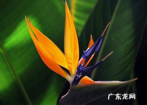 天堂鸟喜水吗 是喜水还是怕水