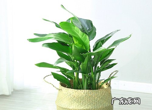 天堂鸟喜水吗 是喜水还是怕水