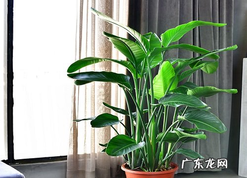 天堂鸟喜水吗 是喜水还是怕水