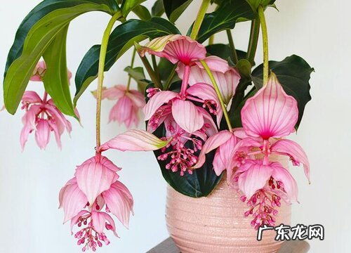 红萼苘麻是如何繁殖的