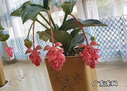 红萼苘麻是如何繁殖的