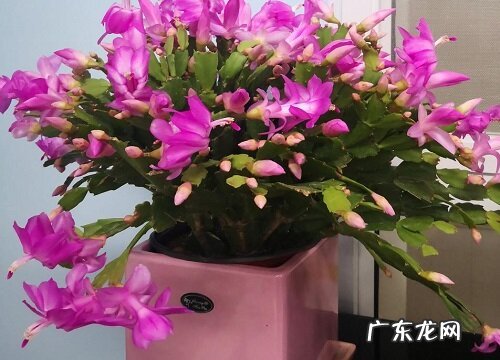 蟹爪兰冬季养护需要做好哪些工作