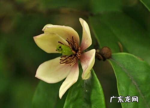 含笑花怎么养护开花爆盆