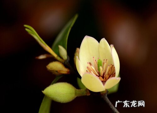 含笑花怎么养护开花爆盆